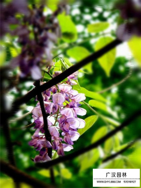 紫藤如何養(yǎng)護(hù)？(圖3)