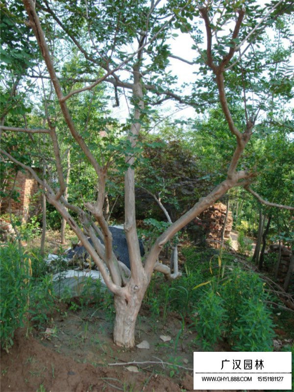 紫薇樹(shù)的介紹(圖3)