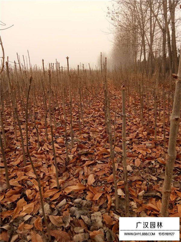 七葉樹的園林價值(圖4)