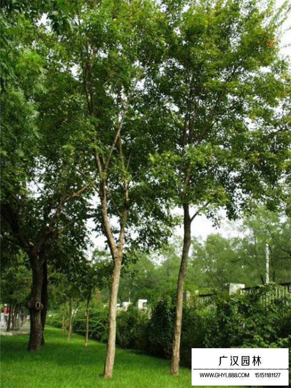 三角楓的介紹(圖1)