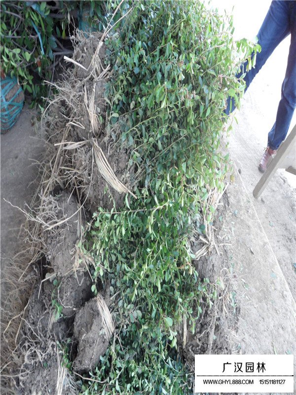 小丑火棘有什么特點(diǎn)？(圖3)