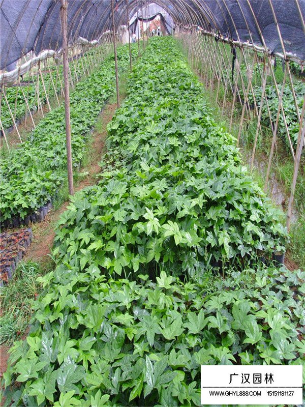 八角金盤的養(yǎng)殖技術(圖1)