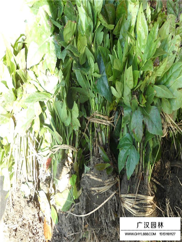 八角金盤的養(yǎng)殖技術(圖4)