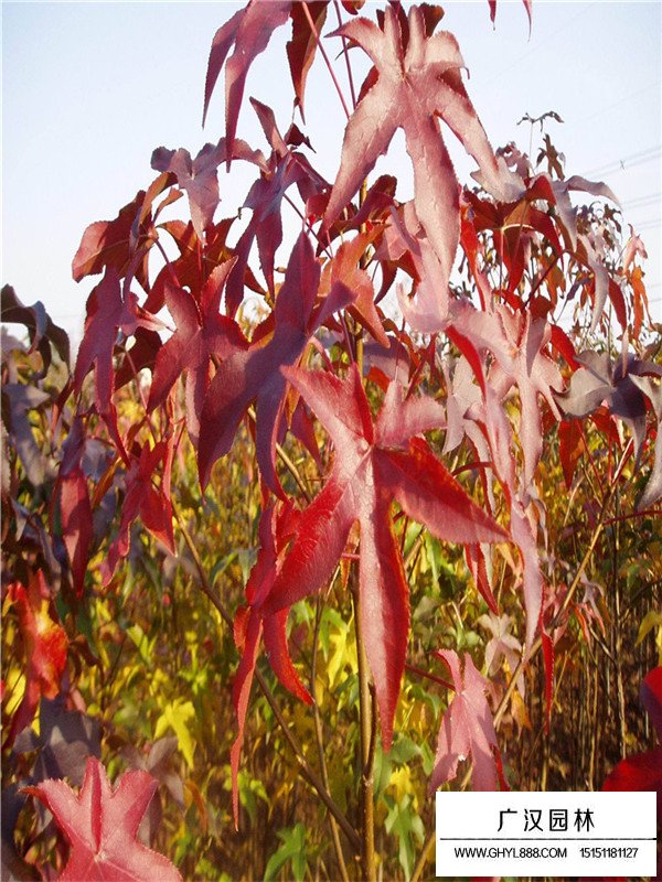 北美楓香的繁殖方式有哪些？(圖1)