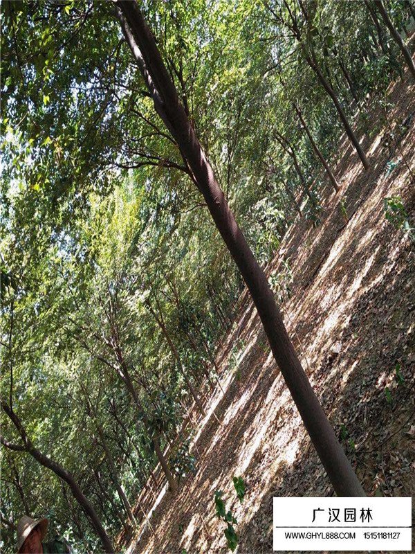 紅櫸的種植技術(shù)(圖2)