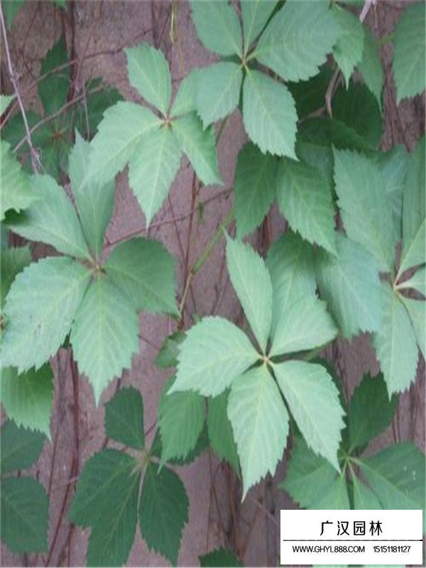 爬山虎開花嗎？(圖2)