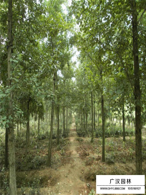 行道樹都有哪些？(圖2)