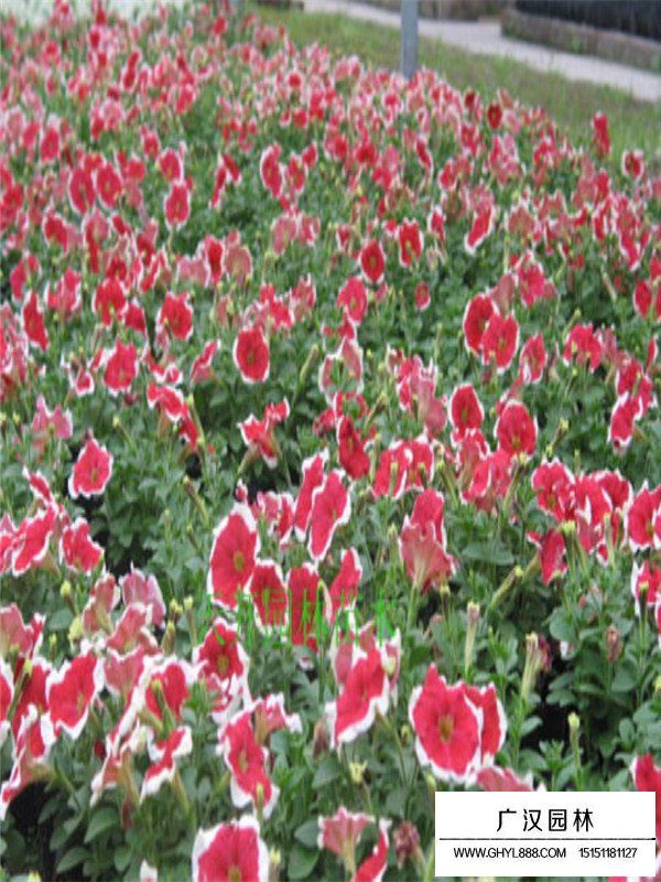 園林綠化的重要步驟(圖2)