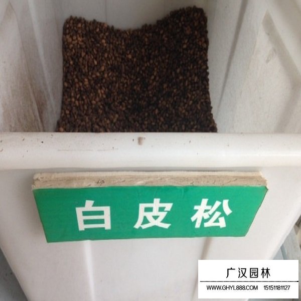 白皮松種子(圖1)