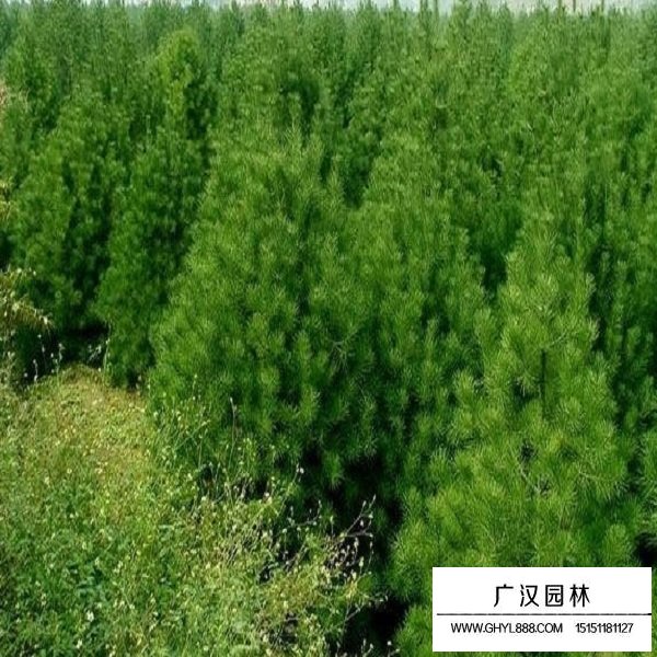 白皮松種子(圖4)