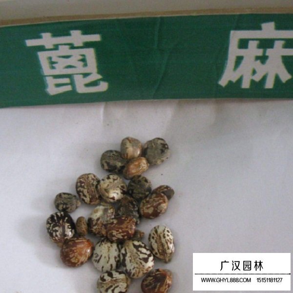 蓖麻種子(圖1)