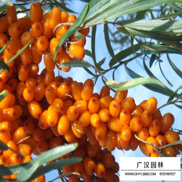 大果沙棘種子(圖4)