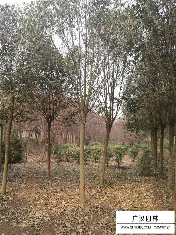 大葉女貞的栽植技術(圖4)