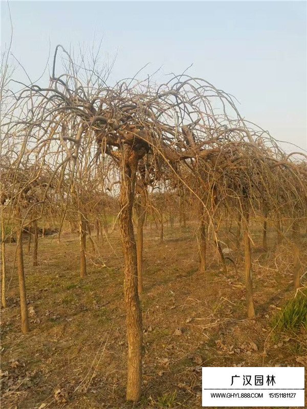 垂槐需要什么樣的生長環(huán)境？(圖1)