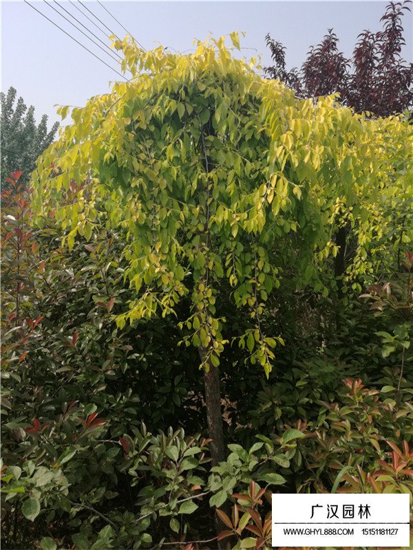 垂榆的作用(圖3)