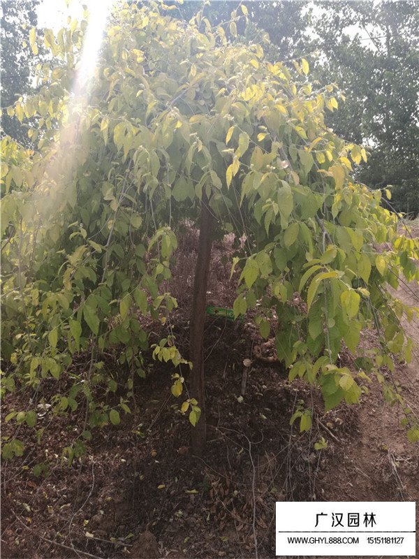 垂榆的作用(圖4)