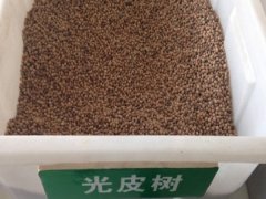 光皮樹種子