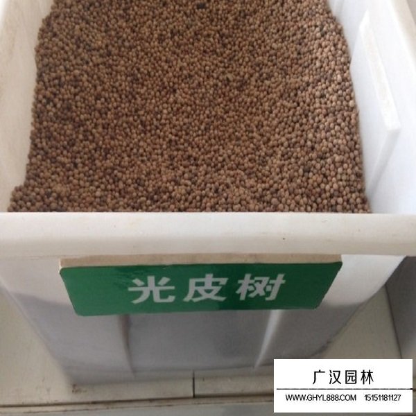 光皮樹(shù)種子(圖1)