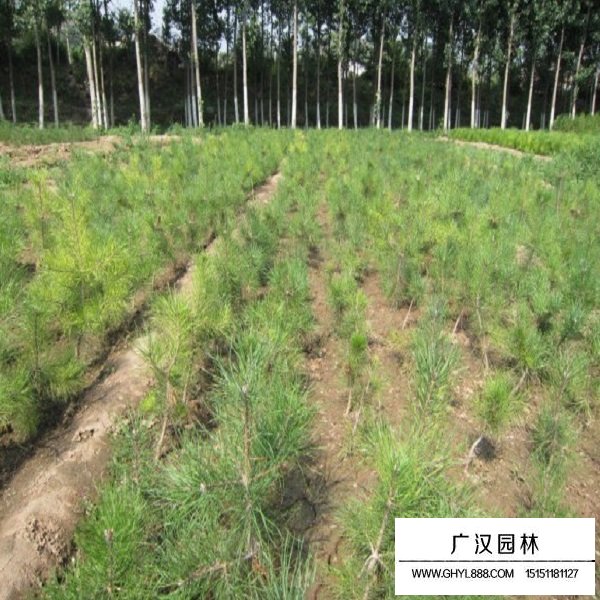 華山松種子(圖3)