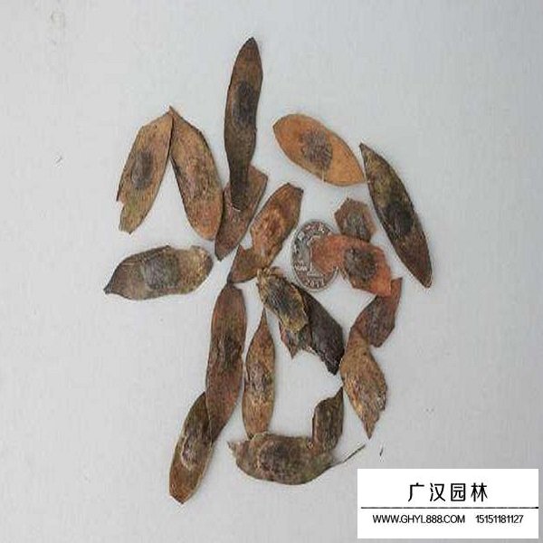 黃花梨種子(圖2)