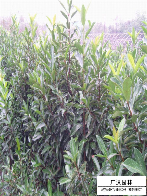 法青的介紹(圖2)