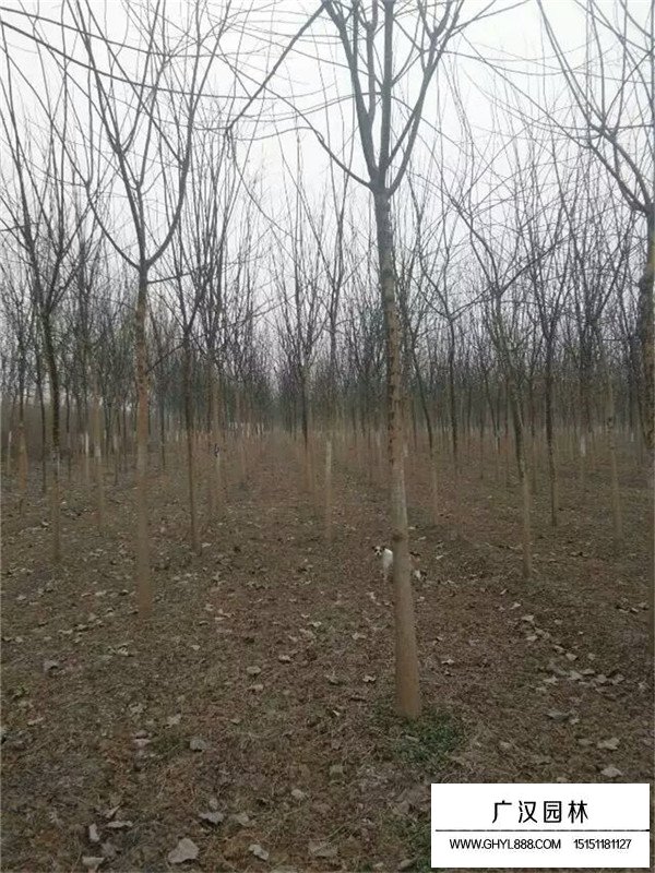 金葉國槐介紹(圖2)