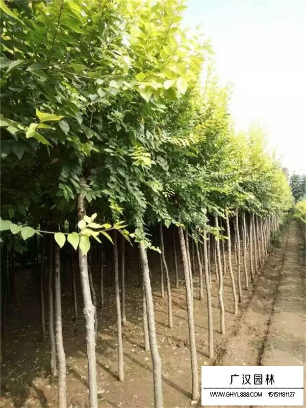 金葉榆的管理(圖4)