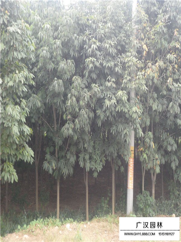 七葉樹的介紹(圖3)