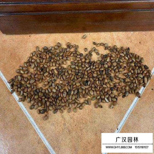 金彈子種子(圖3)