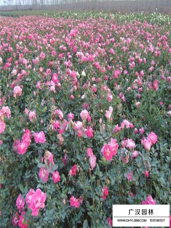 豐花月季的介紹(圖3)