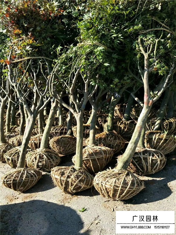 紅楓苗的養(yǎng)護管理(圖1)