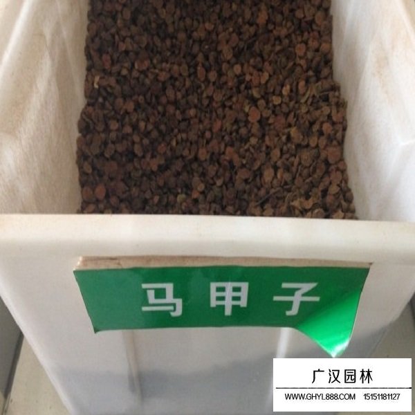 馬甲子種子(圖1)