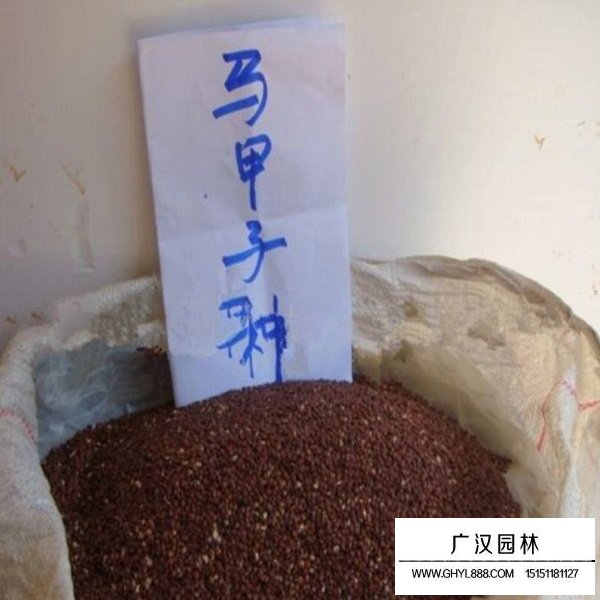 馬甲子種子(圖4)