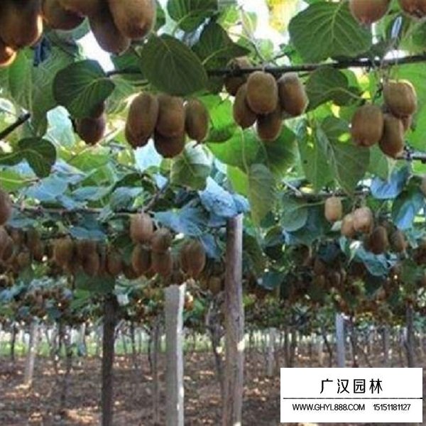 獼猴桃種子(圖4)