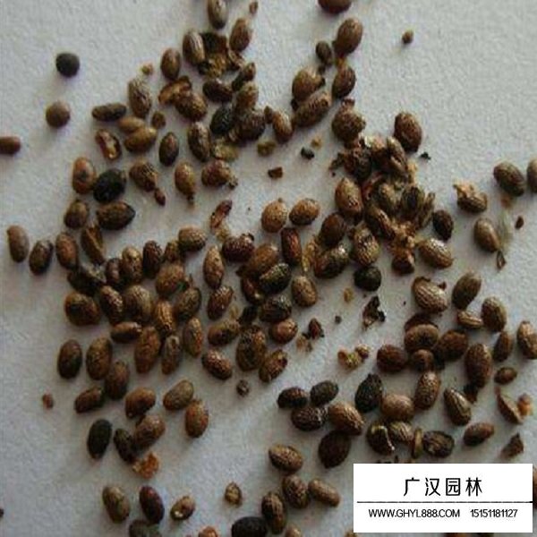 獼猴桃種子(圖1)