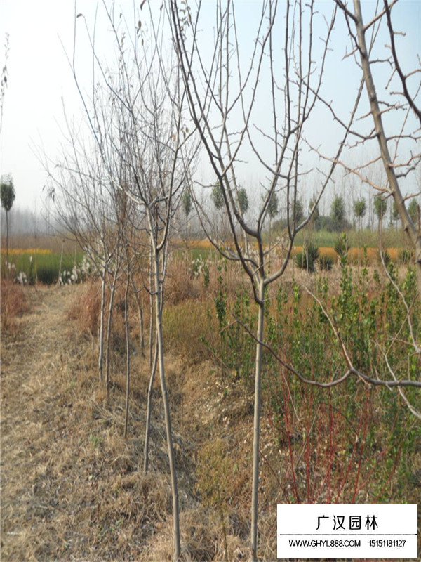 木瓜海棠的繁殖方式有哪些？(圖3)