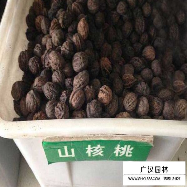 山核桃種子(圖1)