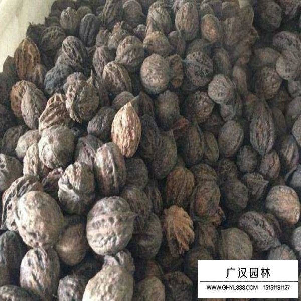 山核桃種子(圖2)