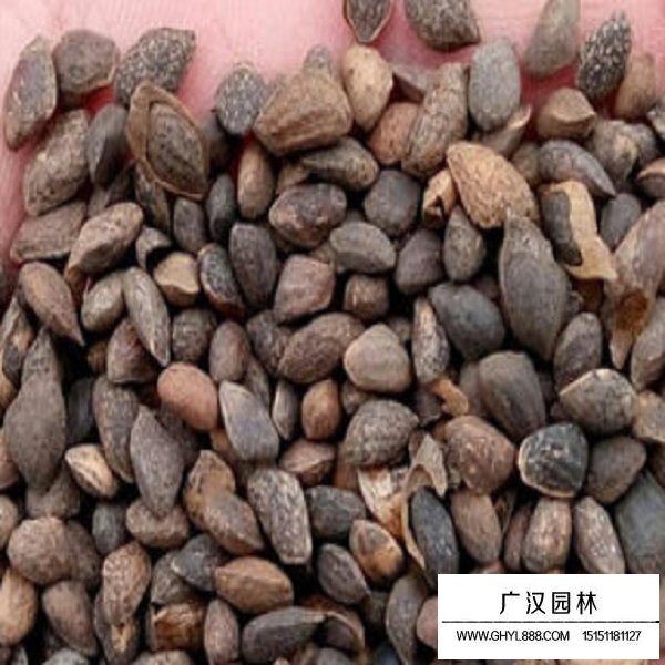 濕地松種子(圖1)