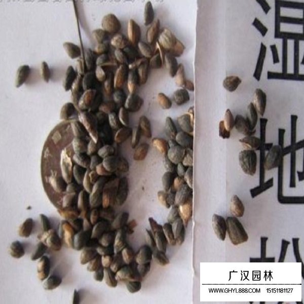 濕地松種子(圖2)