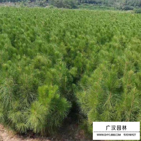 濕地松種子(圖3)