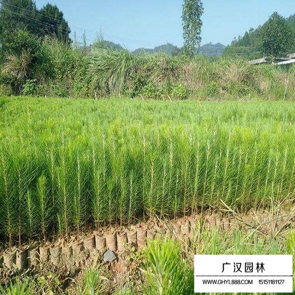 濕地松種子(圖4)