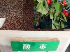 酸棗樹(shù)種子