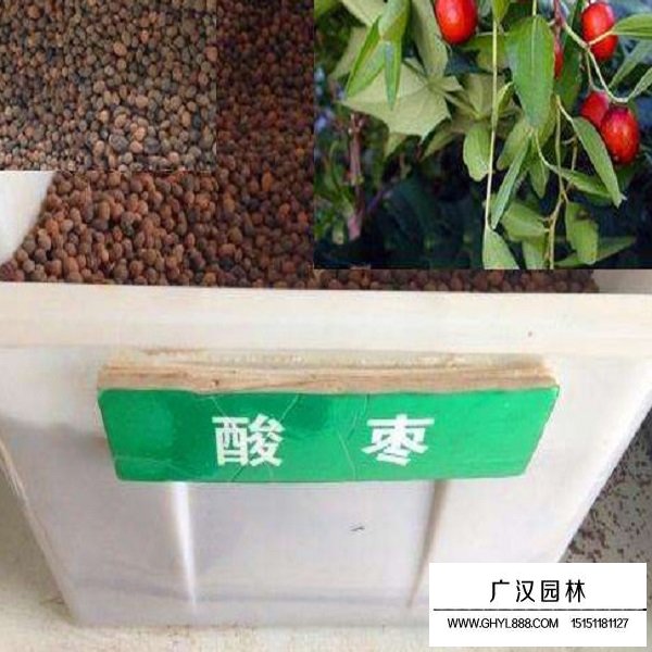 酸棗樹種子(圖1)