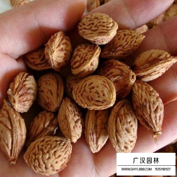 桃核種子(圖1)