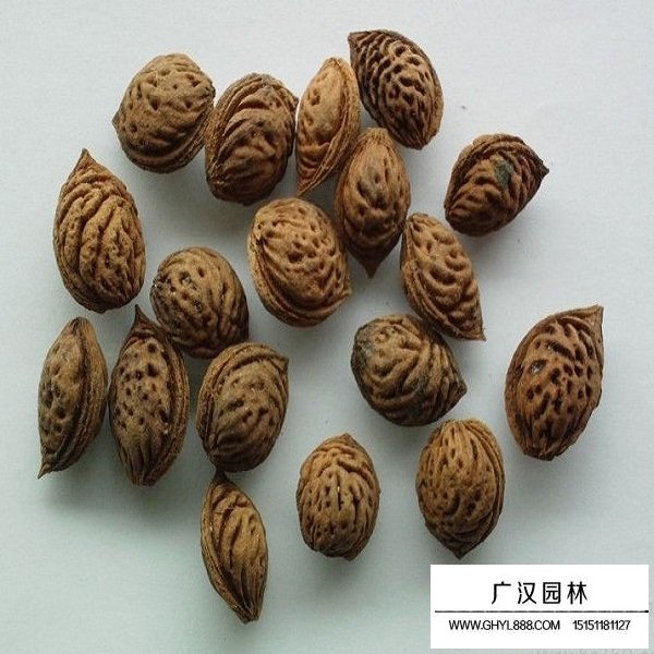 桃核種子(圖2)