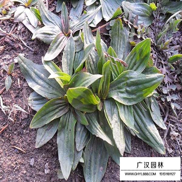 車(chē)前子種子(圖2)