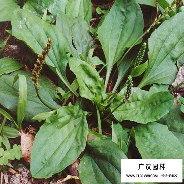 車(chē)前子種子(圖4)