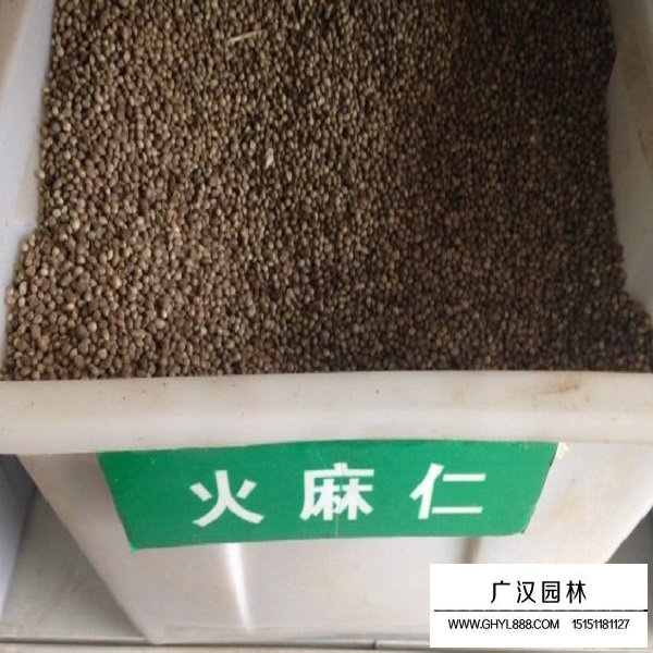 火麻仁種子(圖2)