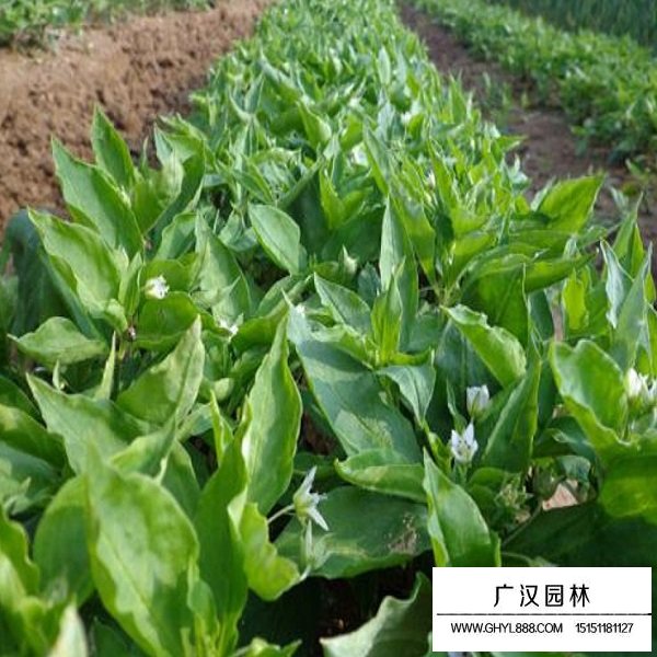 太子參種子(圖4)